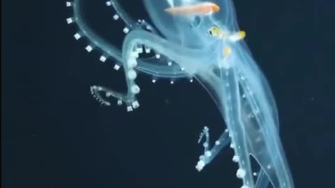 Glass octopus