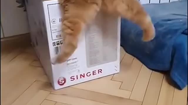 cat funs