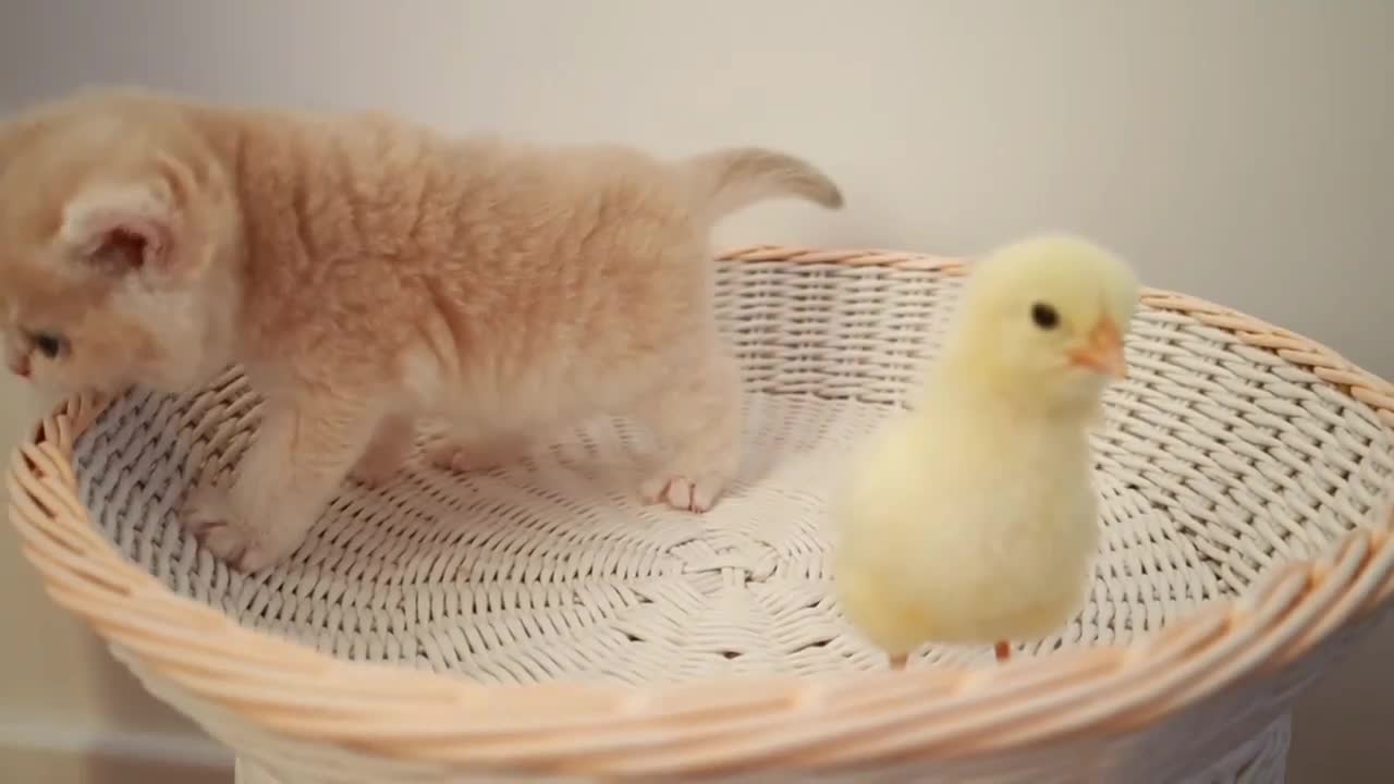 Cute baby cat and cute tiny chicken.