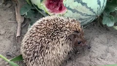 Finally found the hedgehog stealing the watermelon