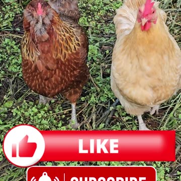 OMC! Brownie got nervous - Brownie frozen in place - Relax Brownie! #brownie #chickens #shorts #hens