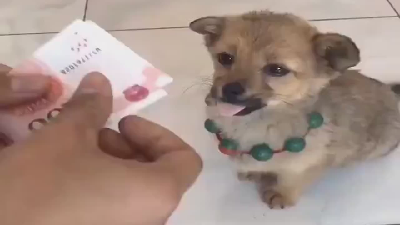 Puppy 🐕 helps to count cash 💵...!!