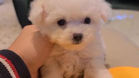 Little Bichon Frise's eye contact.