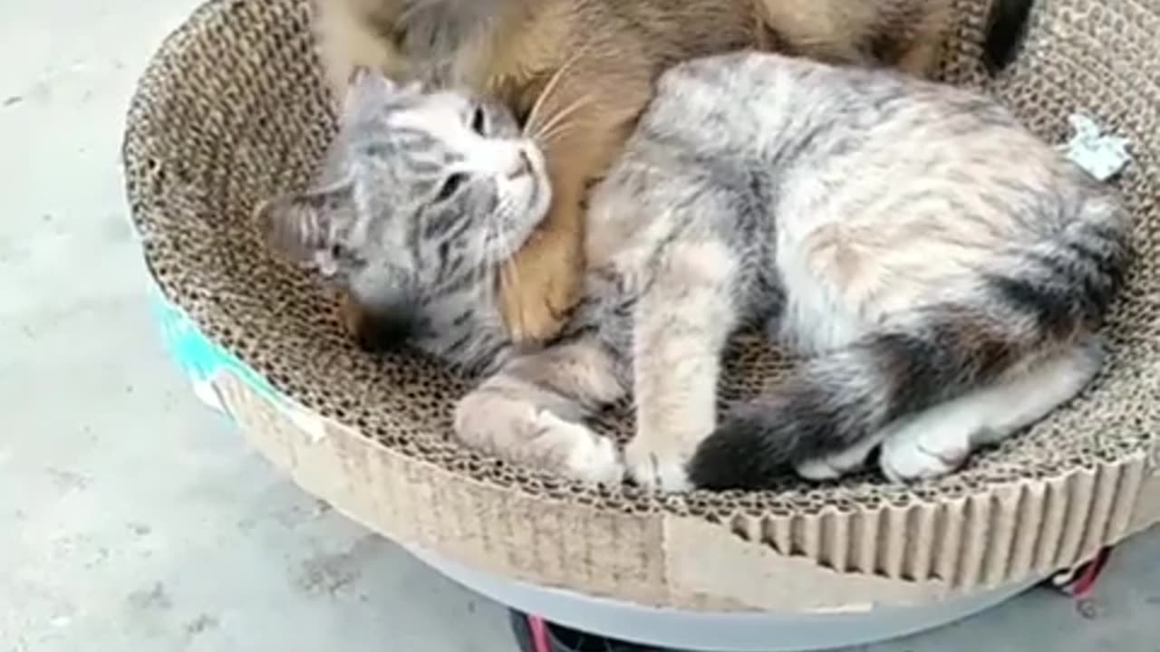 OMG, So Absolutely Lovely #shorts #shortsvideo #video #viral