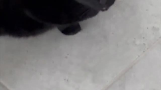 Adopting a Cat from a Shelter Vlog - Beautiful Black Cat Precious Piper in Her Daily Life #shorts