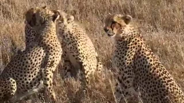 Adorable moment leopards cub seen playing with each others so lovely