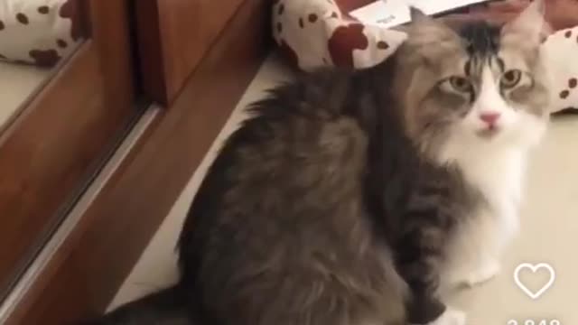 Funny Cat