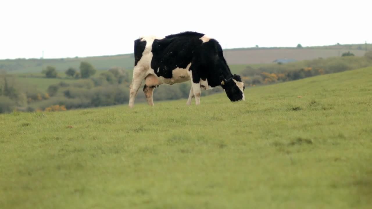 Beautiful black and white cow grazing in a beautiful field