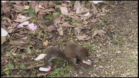 Drunken Squirrel