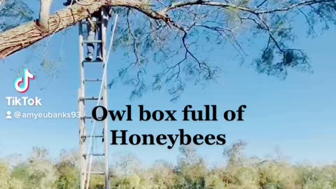 Owl Box Full Of Bees