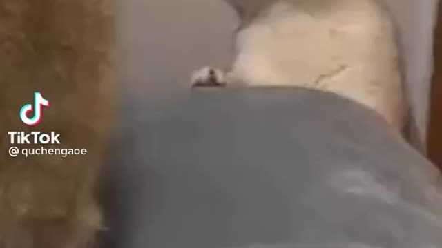 Funny crazy cat video