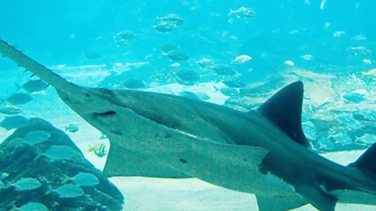 The Strangest Shark In The World!