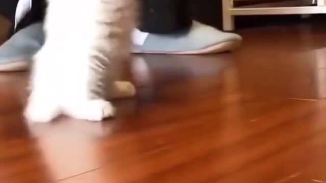 cutecat playing