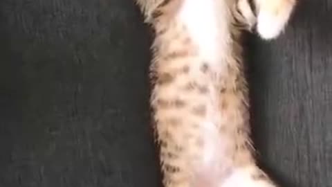 This cat is shaking hands and feet when it sleeps!