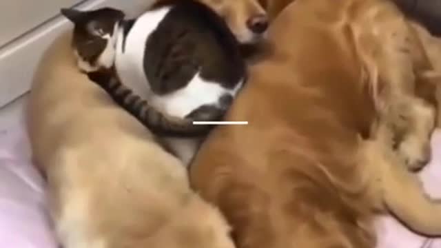 🐕‍🦺😻😂🤣CUTE GOLDEN DOGS AND CAT CUDDLES!!!🥰😍 AWWWW SOOOO CUTEE 2021 VIRAL VIDEO!!!###