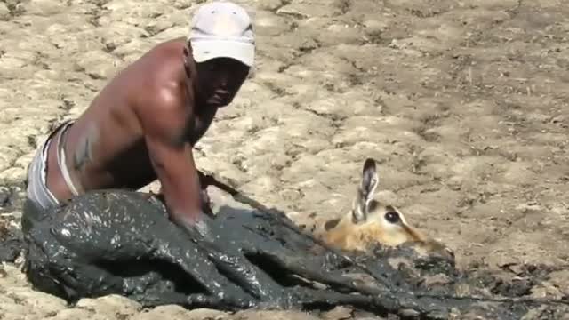 Animal rescue mission