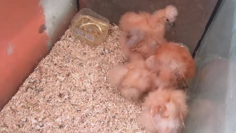 Brahma Chicks