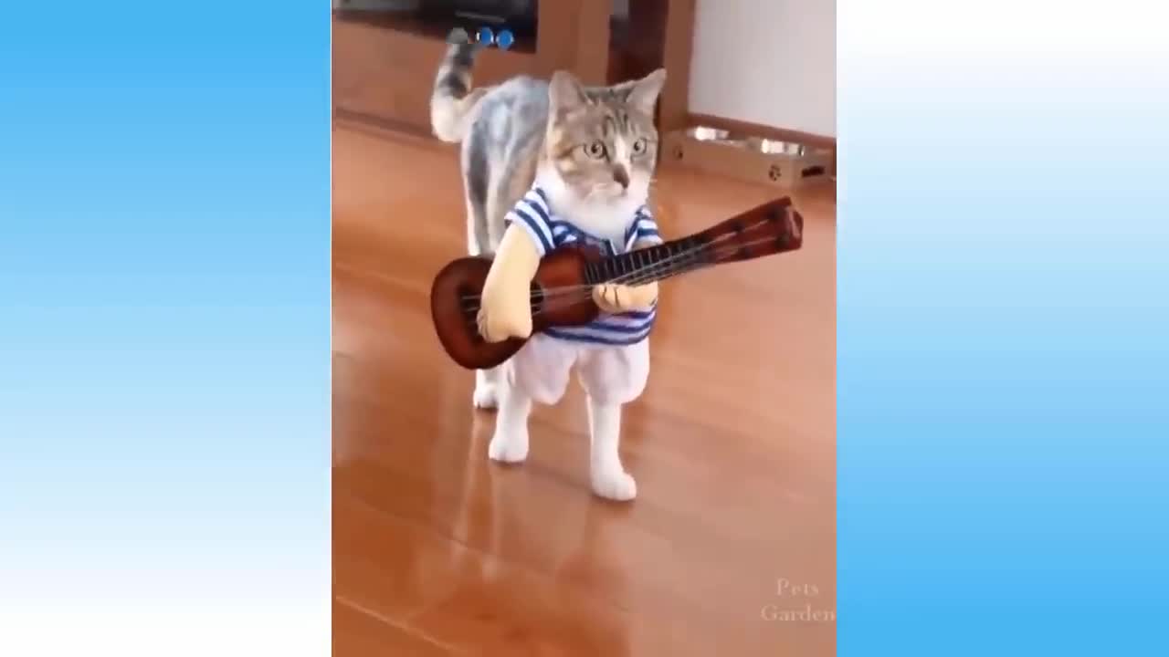Funny Cat Videos for your viewing pleasure