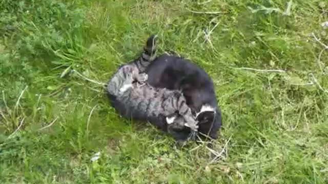 bloody cat fight