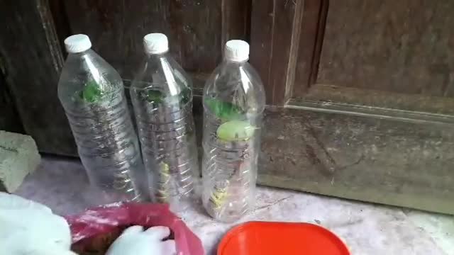 Tips for root productions for plants