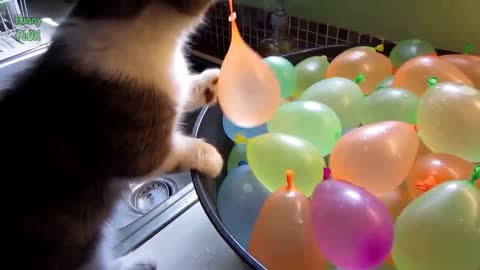 Funny Cats vs Balloons very cute