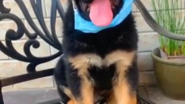 Funny Dog