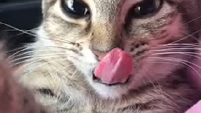 Cat Struggles To Control Its Tongue After Having A Surgery