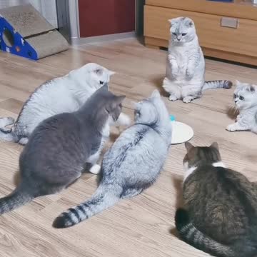 Cute cute cats, do like cat