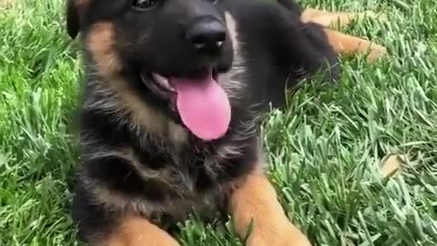 lovable german shepherd pupy