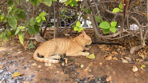 Homeless cat in Ras Al Khaimah, UAE: ED SHEERAN #cat #cats #EdSheeran #emirates #pet #ae #UAE #pets