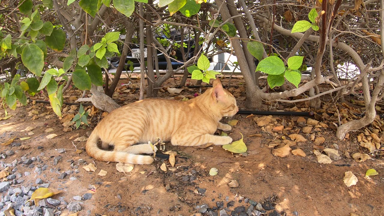 Homeless cat in Ras Al Khaimah, UAE: ED SHEERAN #cat #cats #EdSheeran #emirates #pet #ae #UAE #pets