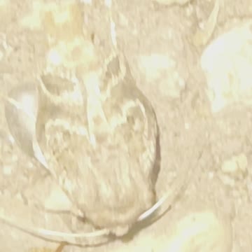 Lion face on back of insect