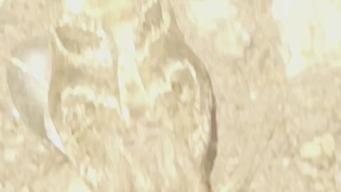 Lion face on back of insect