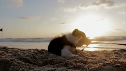 Dog playing on sea