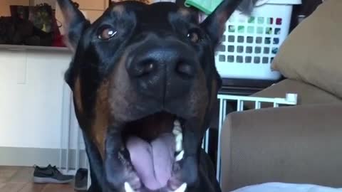 Black dog howling and barking at camera