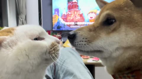 Cat fight dog funny video