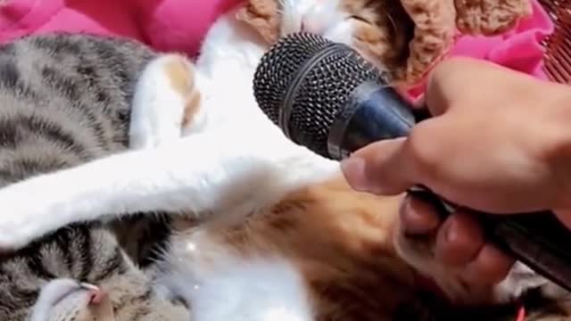 funny cats try not to lough