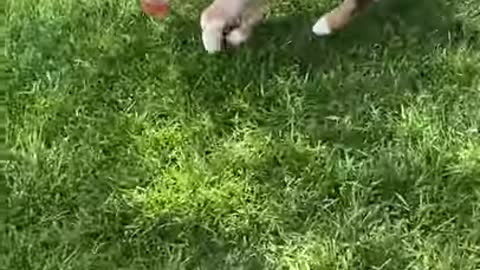 puppy runs away with testy iced tea