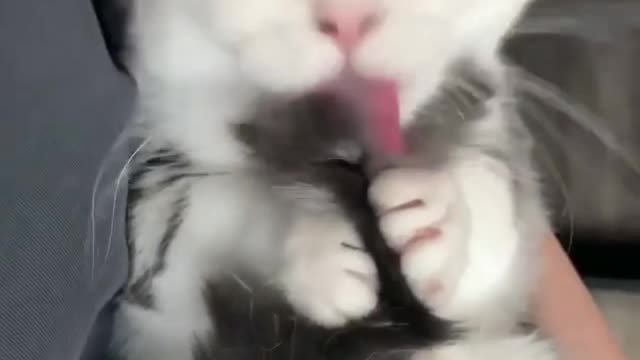 Cute Kitten. Cute and Funny Cat Videos to Keep You Smiling!