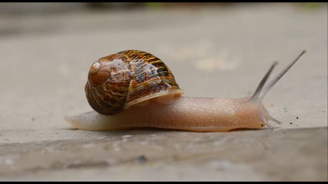 Watch the snail walking