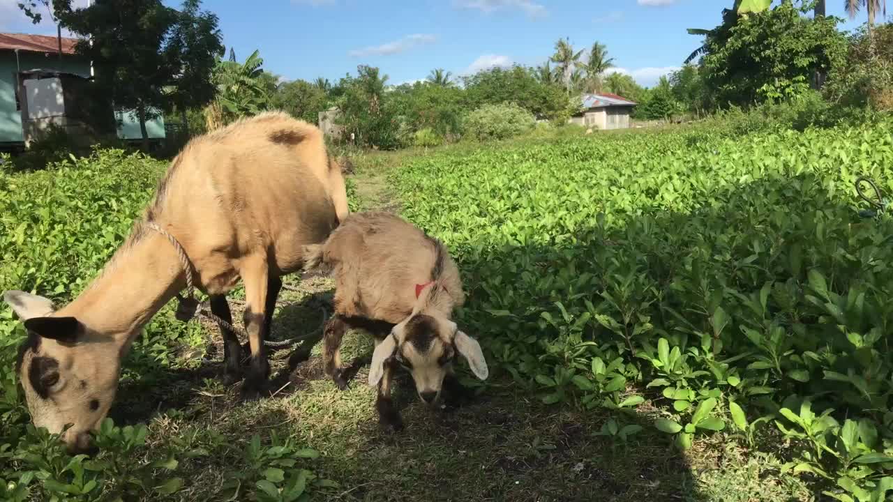 Mother and baby goat grazing in the farm