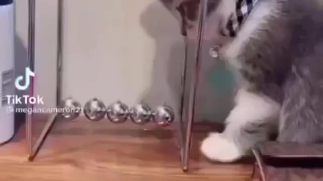 A smart cat rings a bell