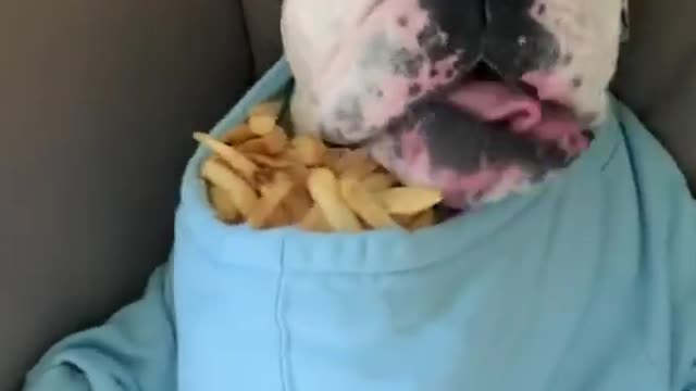 Dog Who Has Been Wearing Clothes Is Watching Tv