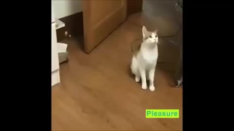 The Cute Cats doing funny stuff