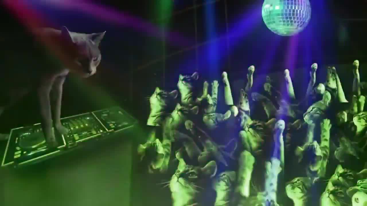 KITTENS IN RAVE