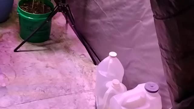 The Freemasonic Library