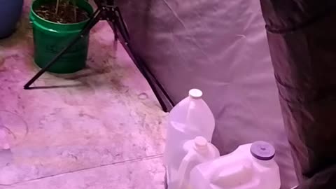 The Freemasonic Library