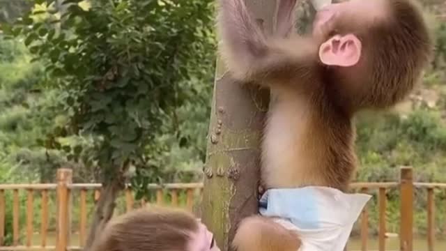 Little monkey 🐒🐒🐒🐒🐒