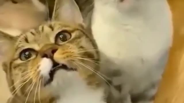 cat meowing