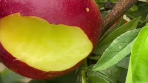 😍🍇🥭Farm Fresh Ninja Fruit Cutting (Desi Satisfying Fruit Ninja) 🍇🥭Fruit Ideas | Amazing Fruits 😍🍇